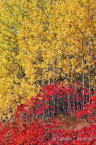 Autumn Leaves_17889.jpg - Photographed near Perth, Ontario, Canada.